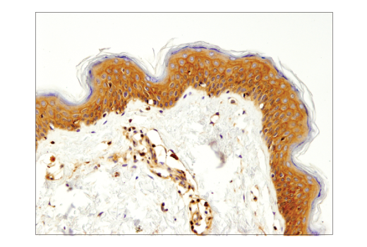 Immunohistochemistry Image 1: β2-microglobulin (D8P1H) Rabbit mAb (BSA and Azide Free)