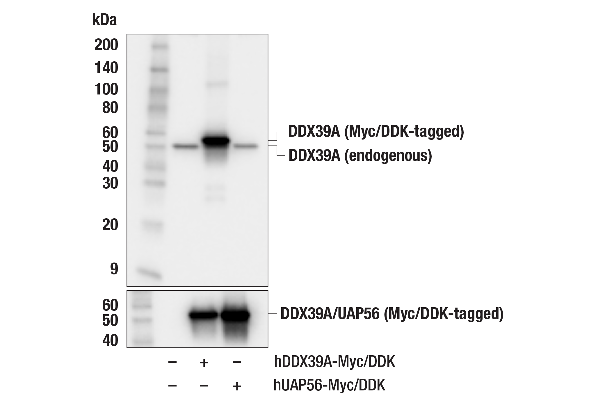 Western Blotting Image 2: DDX39A (F7T4J) Rabbit mAb