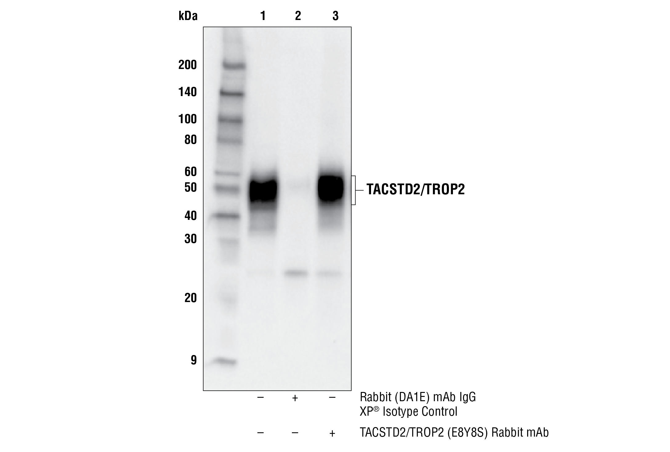 Immunoprecipitation Image 1: TACSTD2/TROP2 (E8Y8S) Rabbit mAb