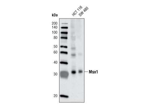 Western Blotting Image 1: Msx1 (G116) Antibody