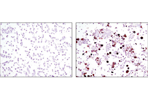 Immunohistochemistry Image 1: DYKDDDDK Tag (9A3) Mouse mAb (Binds to same epitope as Sigma's Anti-FLAG® M2 Antibody) (BSA and Azide Free)