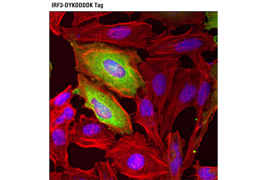 Immunofluorescence Image 1: DYKDDDDK Tag (9A3) Mouse mAb (Binds to same epitope as Sigma's Anti-FLAG® M2 Antibody) (BSA and Azide Free)