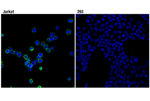 Immunofluorescence Image 1: CD45 (Intracellular Domain) (D9M8I) XP® Rabbit mAb (BSA and Azide Free)