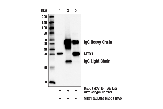 Immunoprecipitation Image 1: MTX1 (E5L8N) Rabbit mAb