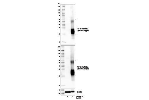 Western Blotting Image 2: TNFRSF17/BCMA Antibody