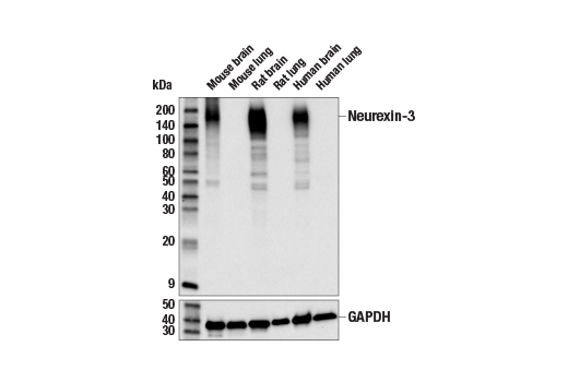 Western Blotting Image 1: Neurexin-3 (E7K3G) Rabbit mAb