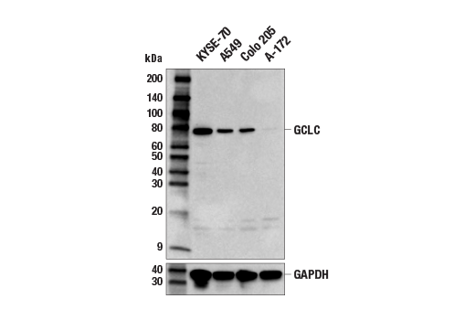 Western Blotting Image 1: GCLC Antibody