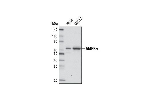 Western Blotting Image 1: AMPKα (D5A2) Rabbit mAb (Biotinylated)