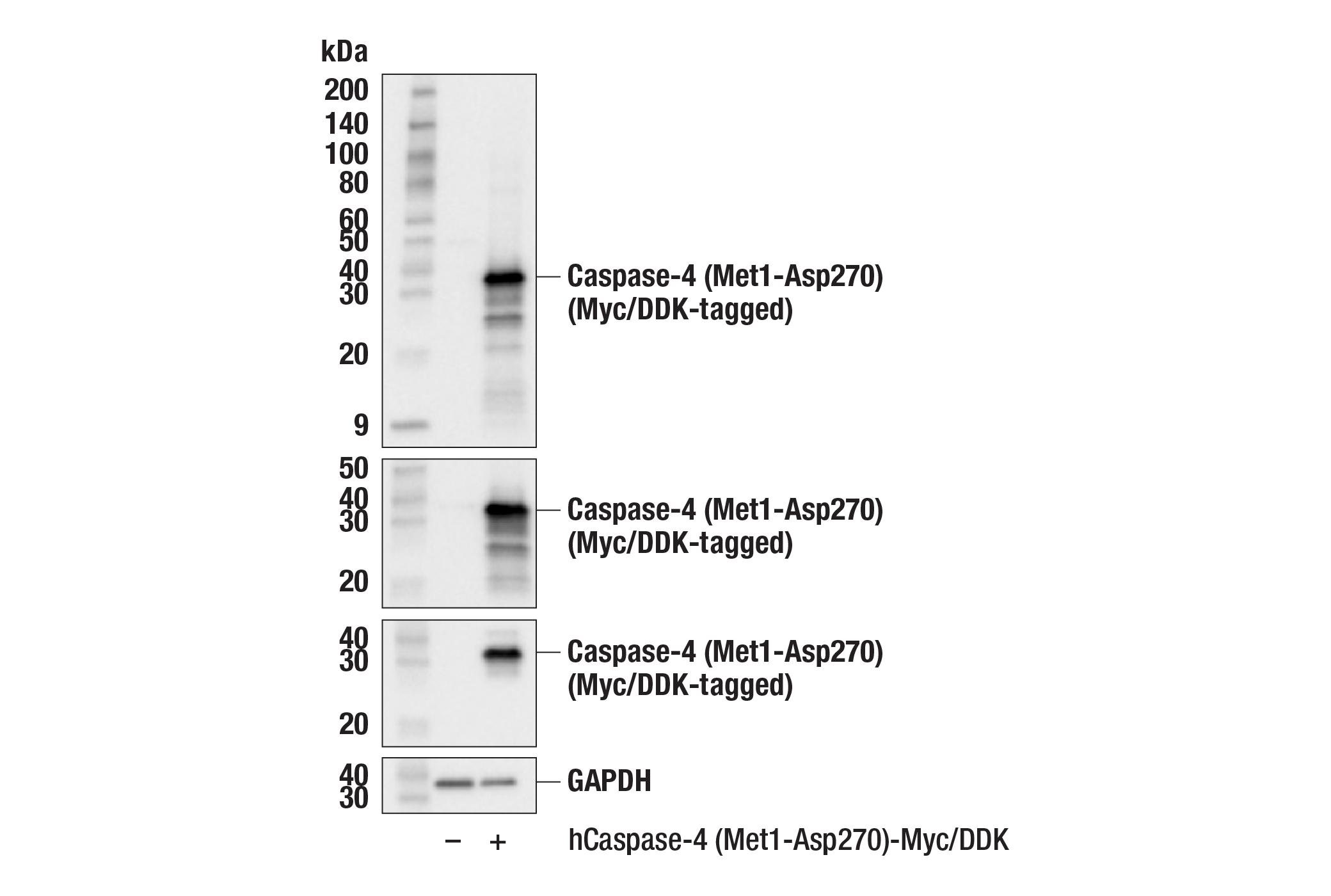 Western Blotting Image 2: Cleaved Caspase-4 (Asp270)/Caspase-5 (Asp327) (F3Q2F) Rabbit Monoclonal Antibody