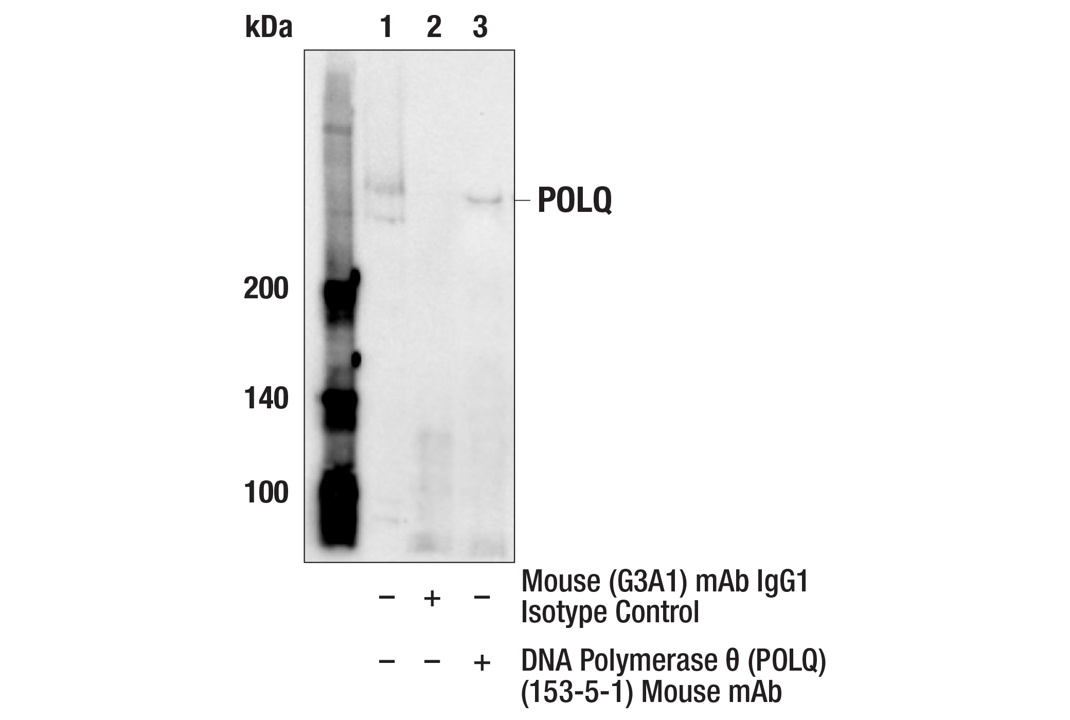 Immunoprecipitation Image 1: DNA Polymerase θ (POLQ) (153-5-1) Mouse mAb