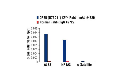 Chromatin Immunoprecipitation Image 1: CREB (D76D11) Rabbit mAb