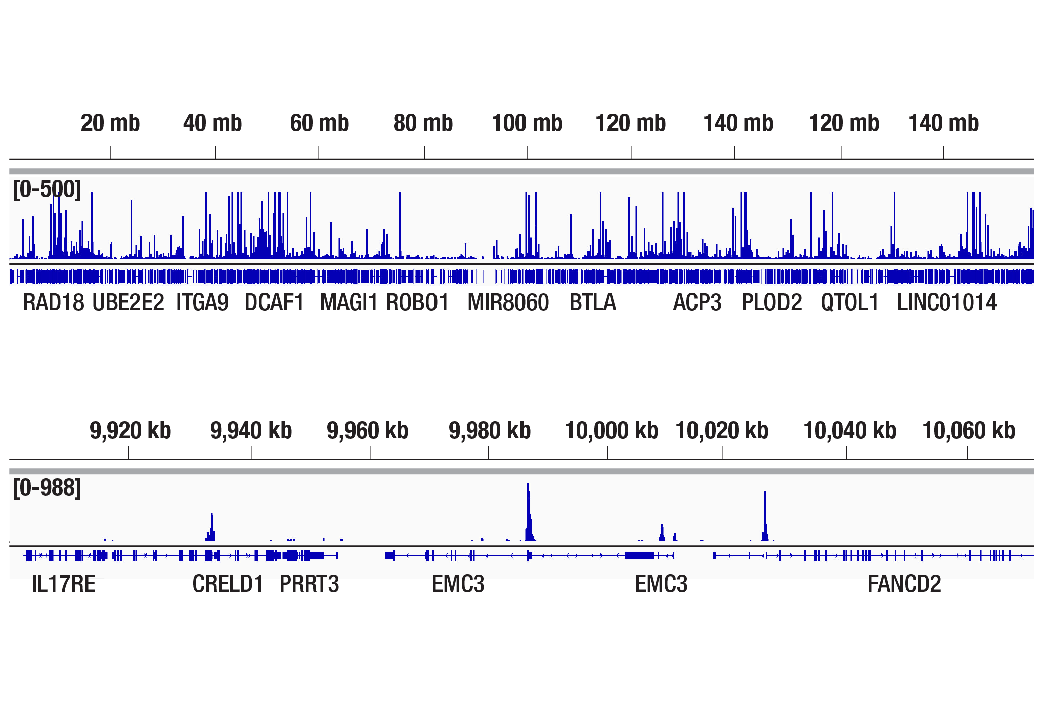 CUT and Tag Image 2: CREB (D76D11) Rabbit mAb