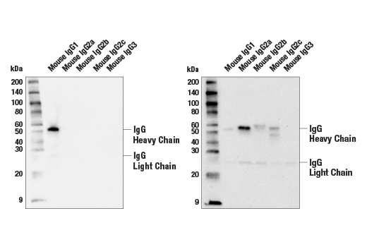 Western Blotting Image 1: Goat Anti-Mouse IgG1 Antibody (AP Conjugate)