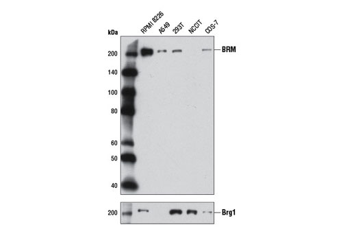 Western Blotting Image 2: BRM (D9E8B) Rabbit Monoclonal Antibody (BSA and Azide Free)