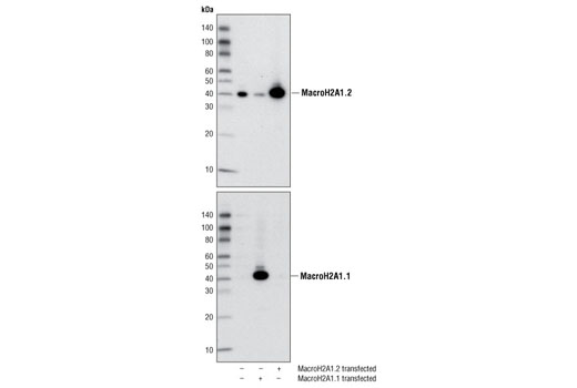 Western Blotting Image 2: MacroH2A1.2 Antibody