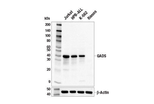 Western Blotting Image 1: GADS Antibody