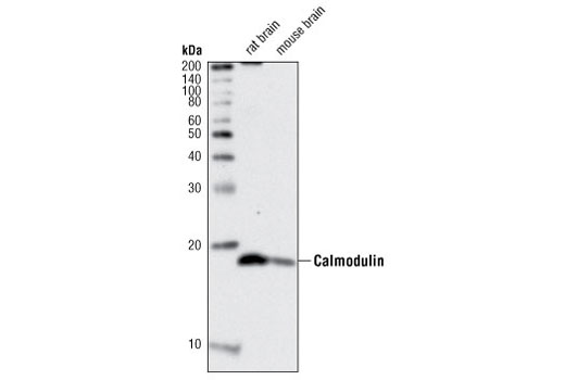 Western Blotting Image 1: Calmodulin Antibody