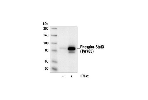 Western Blotting Image 1: Phospho-Stat3 (Tyr705) (3E2) Mouse mAb (BSA and Azide Free)