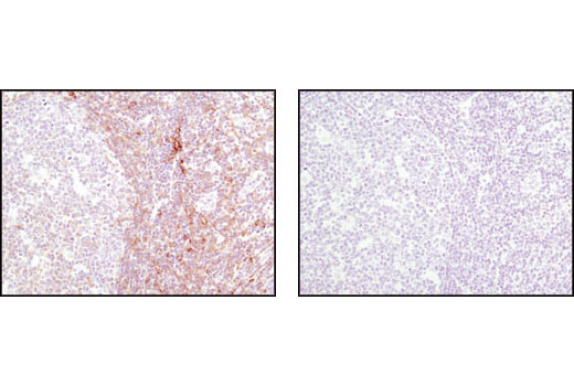 Immunohistochemistry Image 4: TRAIL (C92B9) Rabbit mAb (BSA and Azide Free)