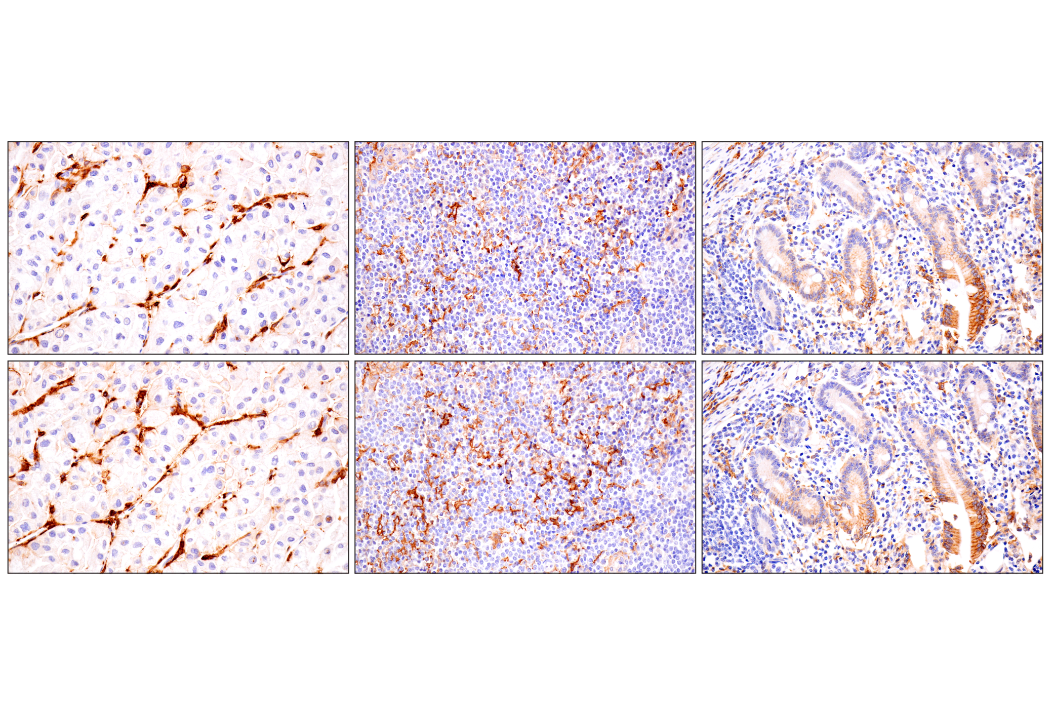 Immunohistochemistry Image 6: SLC40A1/Ferroportin-1 (F9U5S) Rabbit mAb
