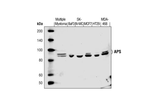 Western Blotting Image 1: APS Antibody