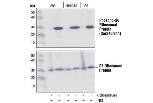 Western Blotting Image 1: Phospho-S6 Ribosomal Protein (Ser240/244) (61H9) Rabbit mAb