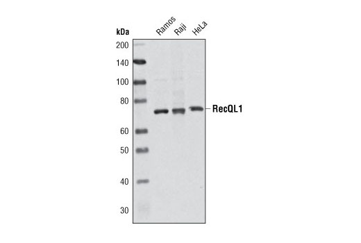 Western Blotting Image 1: RecQL1 (Q1N3) Mouse mAb