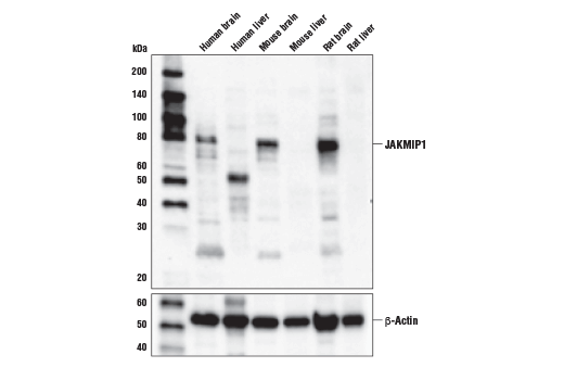 Western Blotting Image 1: JAKMIP1 Antibody