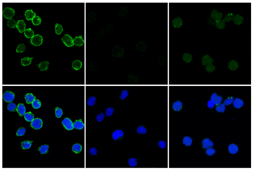 Immunofluorescence Image 1: Phospho-FLT3 (Tyr589/591) (E4D6Y) Rabbit mAb (BSA and Azide Free)