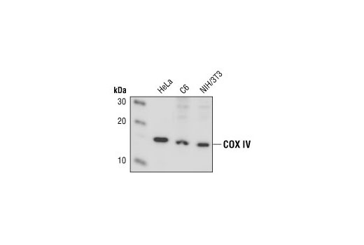 Western Blotting Image 1: COX IV Antibody