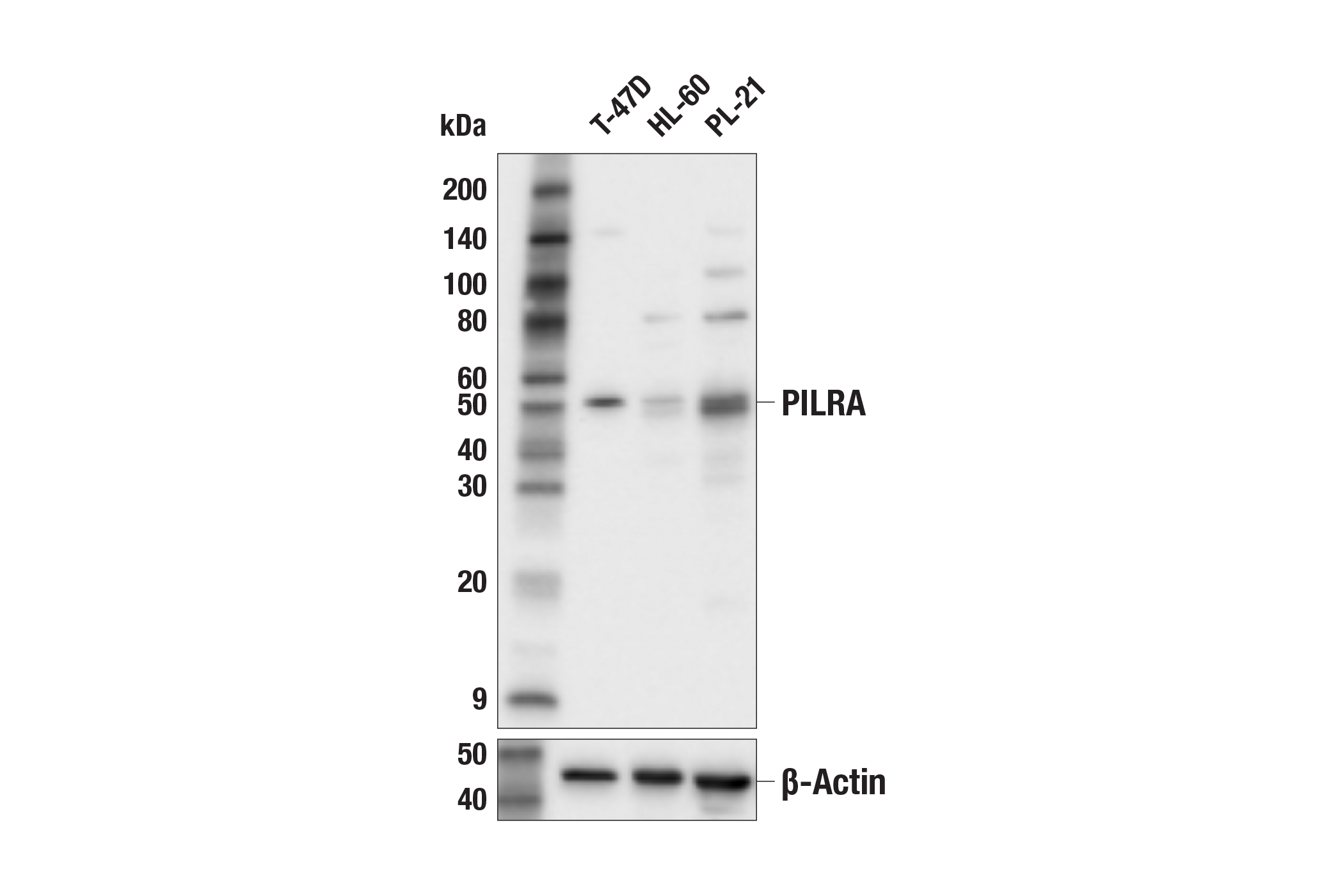 Western Blotting Image 1: PILRA (E7K1H) Rabbit mAb