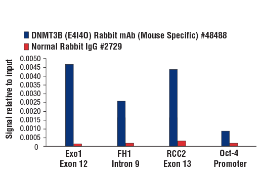 Chromatin Immunoprecipitation Image 1: DNMT3B (E4I4O) Rabbit mAb (Mouse Specific)