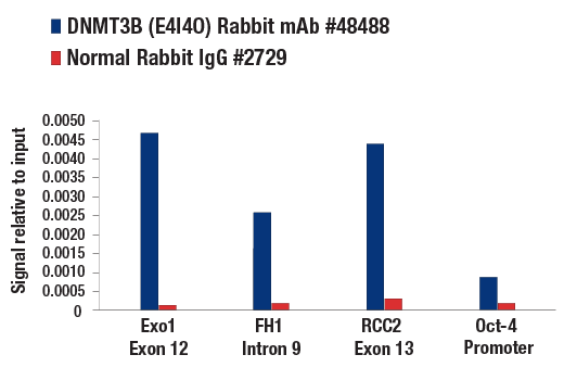 Chromatin Immunoprecipitation Image 1: DNMT3B (E4I4O) Rabbit mAb
