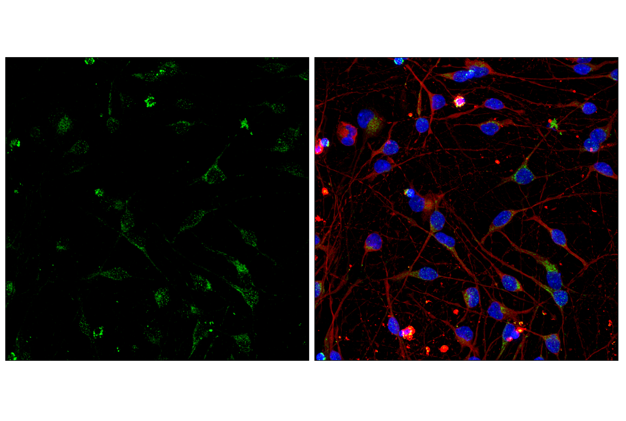 Immunofluorescence Image 2: COX IV (3E11) Rabbit Monoclonal Antibody