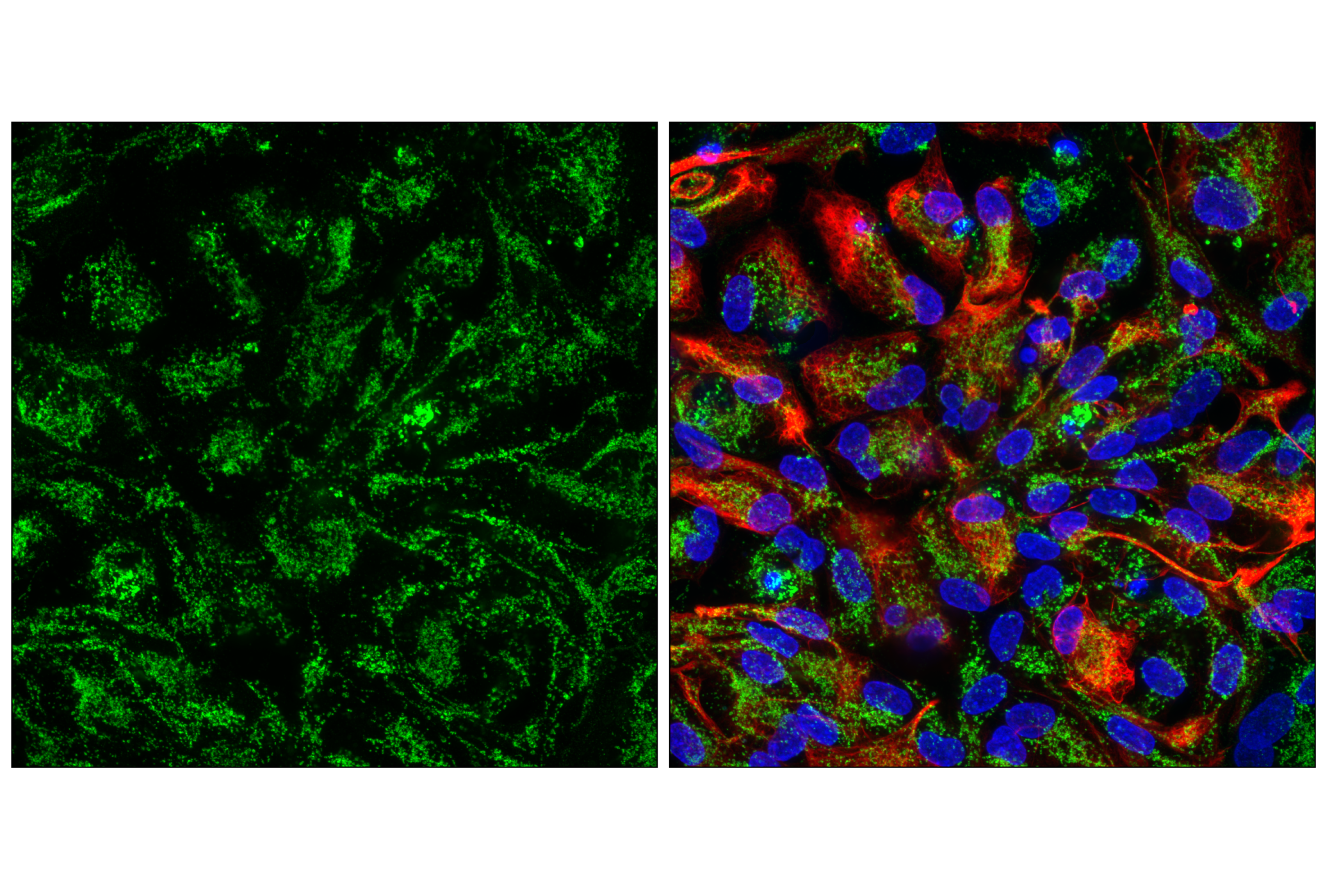 Immunofluorescence Image 3: COX IV (3E11) Rabbit Monoclonal Antibody