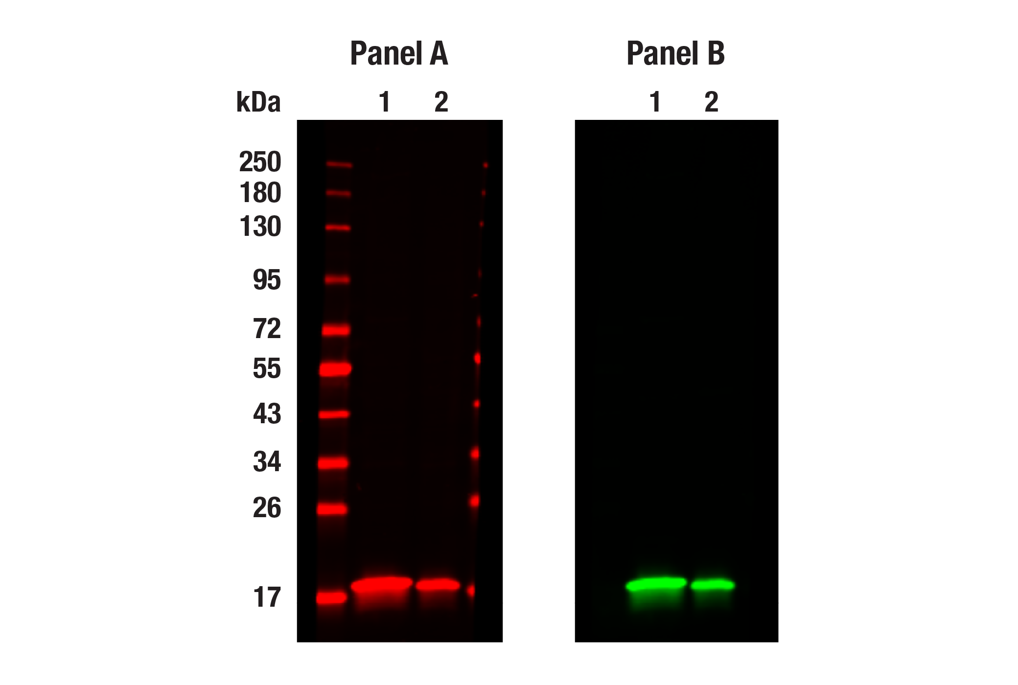 Western Blotting Image 1: COX IV (3E11) Rabbit Monoclonal Antibody