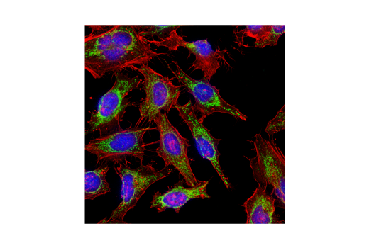 Immunofluorescence Image 1: COX IV (3E11) Rabbit mAb (Alexa Fluor® 488 Conjugate)