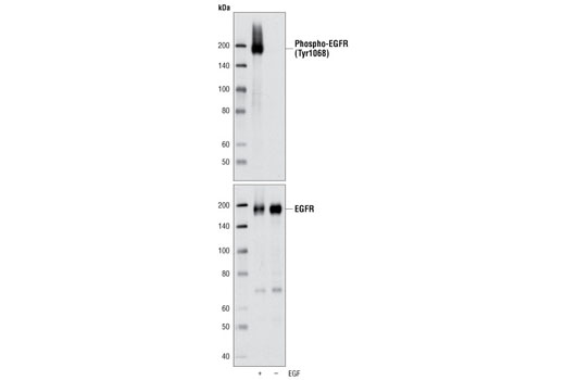 Western Blotting Image 1: Phospho-EGF Receptor (Tyr1068) (D7A5) XP® Rabbit mAb (BSA and Azide Free)