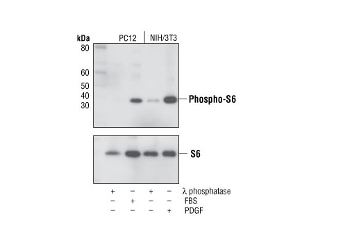 Western Blotting Image 1: Phospho-S6 Ribosomal Protein (Ser235/236) (D57.2.2E) XP® Rabbit mAb