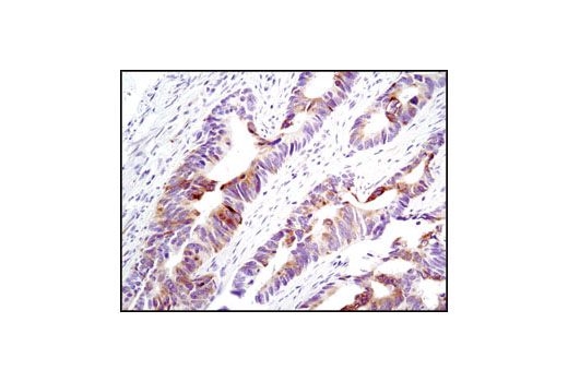  Image 8: PhosphoPlus® S6 Ribosomal Protein (Ser235/Ser236) Antibody Duet