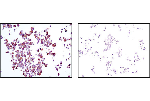  Image 10: PhosphoPlus® S6 Ribosomal Protein (Ser235/Ser236) Antibody Duet