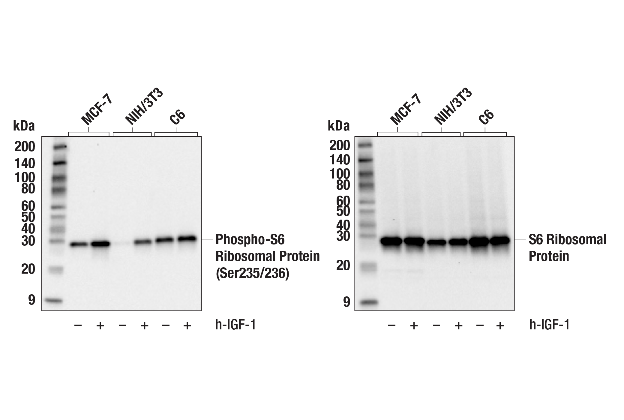 undefined Image 4: PhosphoPlus<sup>®</sup> S6 Ribosomal Protein (Ser235/Ser236) Antibody Duet