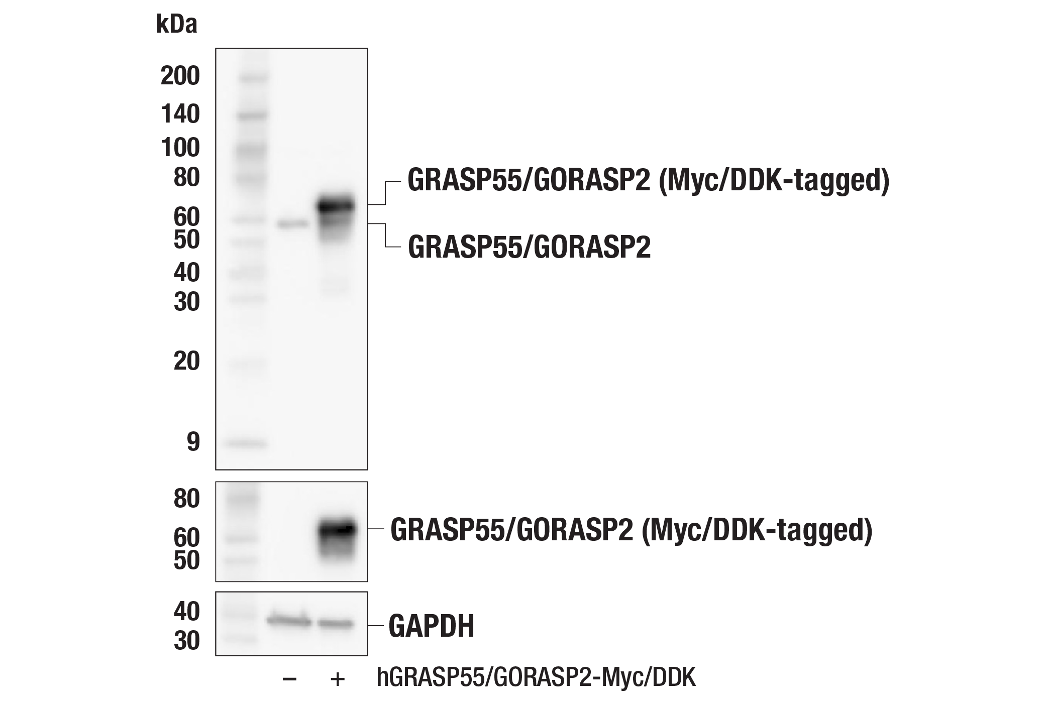 Western Blotting Image 2: GRASP55/GORASP2 (F8L6I) Rabbit mAb