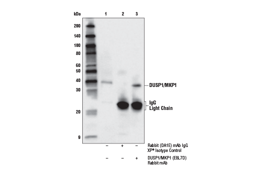 Immunoprecipitation Image 1: DUSP1/MKP1 (E8L7D) Rabbit mAb