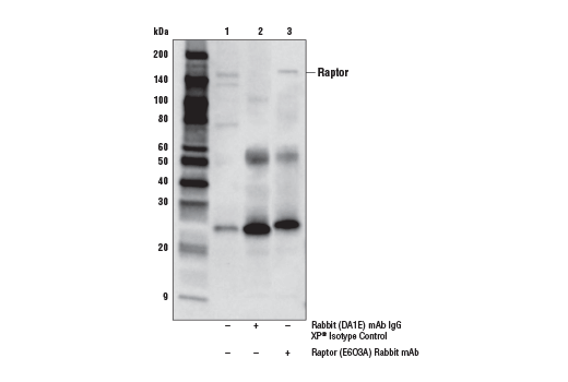 Immunoprecipitation Image 1: Raptor (E6O3A) Rabbit mAb