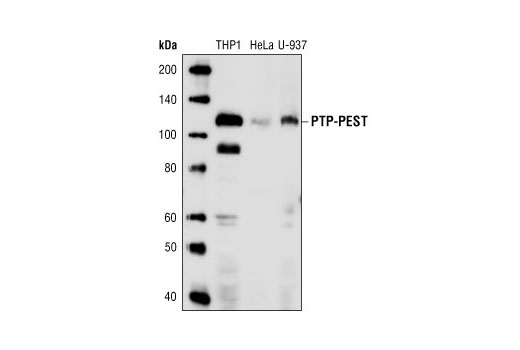 Western Blotting Image 1: PTP-PEST (AG10) Mouse mAb