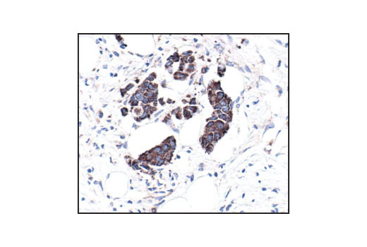 Immunohistochemistry Image 1: VDAC Antibody