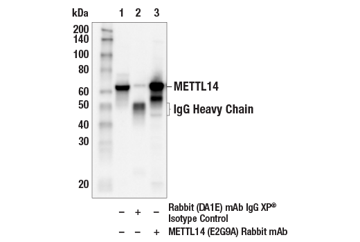 Immunoprecipitation Image 1: METTL14 (E2G9A) Rabbit mAb