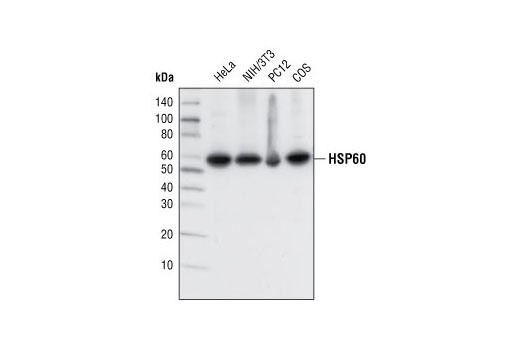Western Blotting Image 1: HSP60 (D85) Antibody