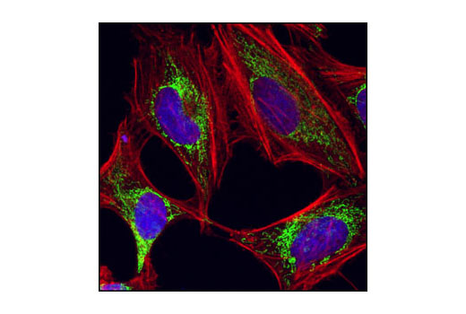 Immunofluorescence Image 1: HSP60 (D85) Antibody
